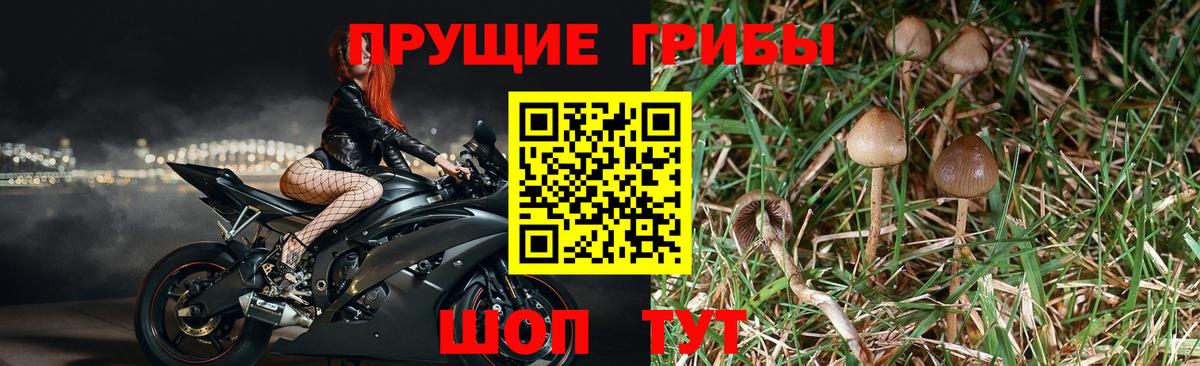 Галлюциногенные грибы Magic Shrooms  Вход с VPN  Лениногорск 